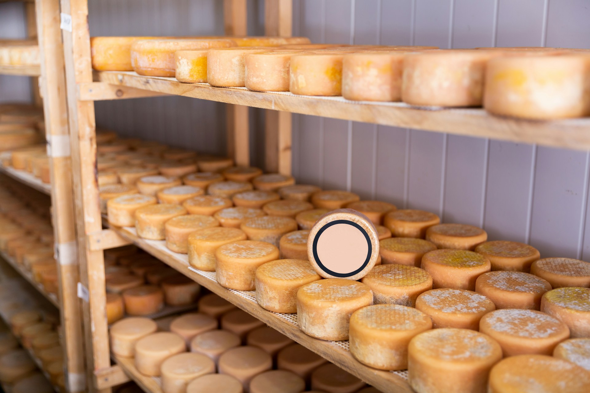 Cheese wheels ageing on wooden shelves in a climate-controlled maturation room